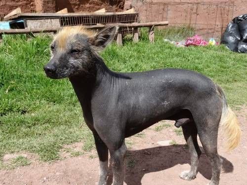 Peruvian Hairless Dog Puppy